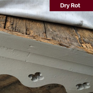 dry rot