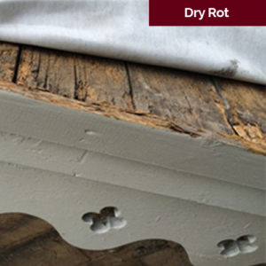 dry rot