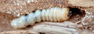 woodworm