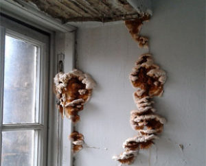 wet rot