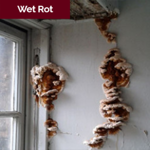 wet rot