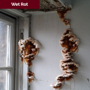 wet rot