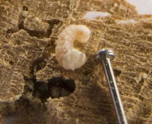 woodworm